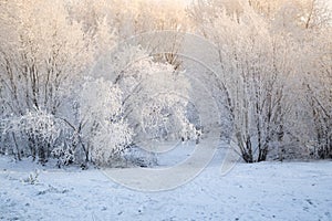 Frost on the trees in the city park.Snowfall in the city.The first snow