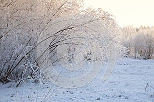 Frost on the trees in the city park.Snowfall in the city.The first snow