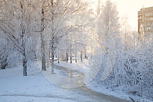 Frost on the trees in the city park.Snowfall in the city.The first snow