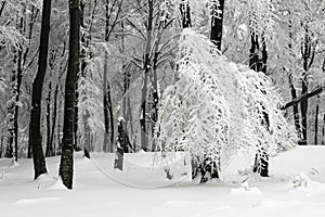 Frost on trees in forest with fog in winter