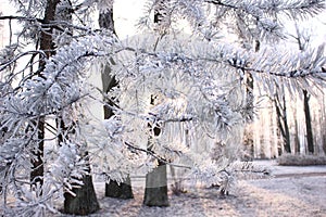 Frost the trees of the forest Park trail