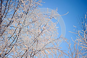 Frost on the trees, view through the ice to the sky.