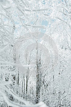 Frost trees in winter forest.