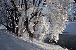 Frost on the trees in Yekaterinburg, Russia.