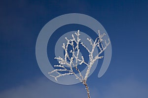 Frost on twig