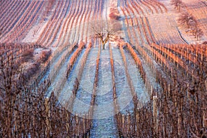 Frost winter rows of vineyards in cold season in South Moravia, Czech