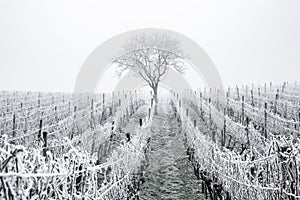 Frost winter rows of vineyards in cold season in South Moravia, Czech