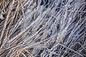 Frost on the withered grass. Crystals of ice enveloped the grass stalks. Background of the calm, natural shades