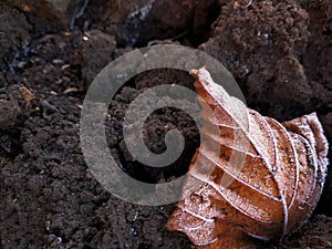 frost on a yellow leaf on ground