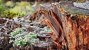 Frost on young plants and tree trunk on a sunny winter day