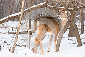 Frostbite on the ears of a doe