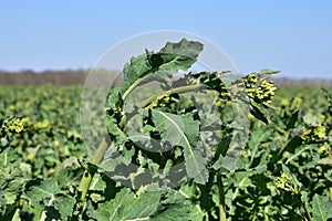 Frostbite, frost damage on rapeseed stem.