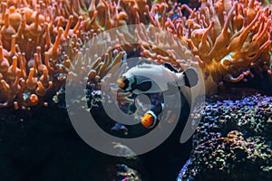 Frostbite Ocellaris Clownfish - Aquarium fish