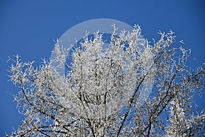 Frostbitten crown larch tree, blue sky.