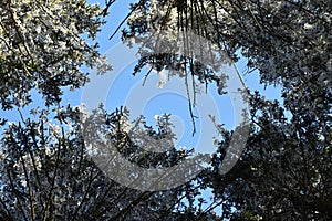 Frostbitten crown spruce trees in the forest, icy branches, blue sky