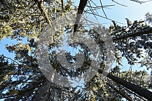 Frostbitten crown spruce trees in the forest, icy branches, blue sky.