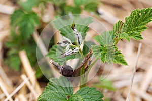 Frostbitten leaves and raspberry bushes spring, close-up