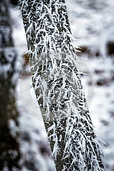 frostbitten limbs and trees