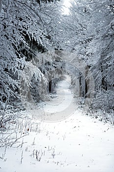 frostbitten limbs and trees