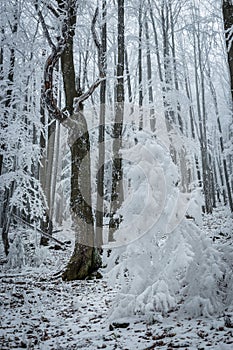 frostbitten limbs and trees