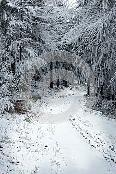 frostbitten limbs and trees