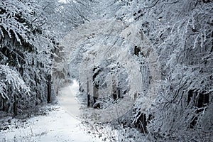 frostbitten limbs and trees