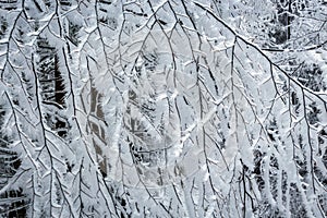 frostbitten limbs and trees photo
