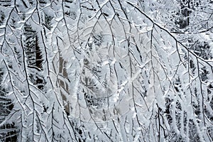 frostbitten limbs and trees