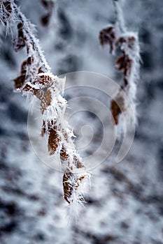 frostbitten limbs and trees