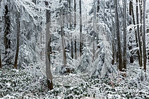 frostbitten limbs and trees