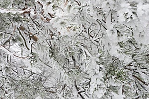 Frostbitten pine tree branch