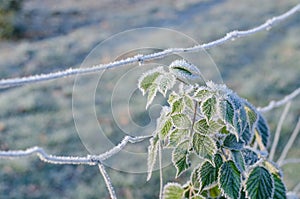 Frostbitten plant by the fence