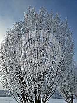 Frostbitten tree