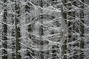 Frostbitten trees photo