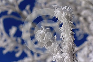 Frostbitten twig in frosty day with blue sky