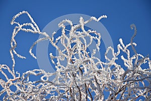 Frostbitten twisted willow branches, blue sky.