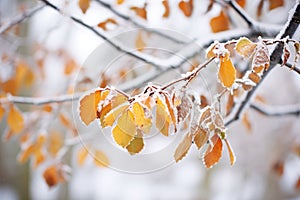 frostcovered leaves on a brisk winter morning