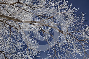 Frosted aspen branch
