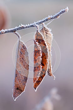 Frosted Autumn leaves on tree branch. Several Autumn Orange Leaves Covered With Frost.Tree branch with yellow leaves and ice.Close