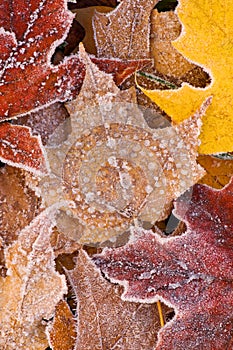 Frosted Autumn Maple Leaves