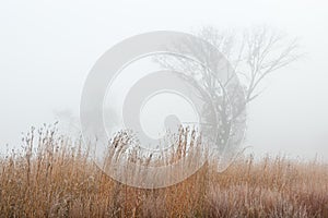 Frosted Autumn Tall Grass Prairie