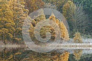 Frosted Autumn Tamaracks with Reflections in Douglas Lake