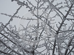 Frosted bare tree branch in winter background