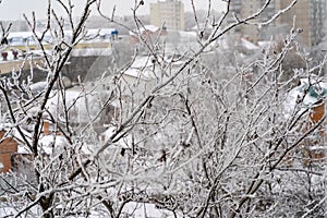 Frosted bare tree branches in winter on the background of the city. The hoarfrost on branches in winter scenery.