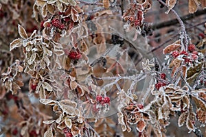 Frosted berries on a cold wintets morning