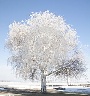 Frosted Birch tree in January