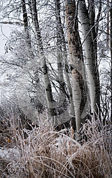 Frosted Birch trees and grasses.