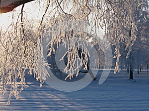 Frosted birch twigs