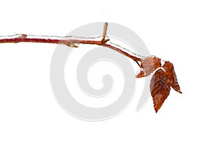 Frosted Blackberry Branch and Leaves on White