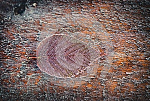 Frosted Blackberry Leaf